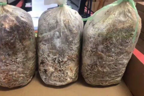 金针菇的种植技术，通常在每年的9月份开始栽培