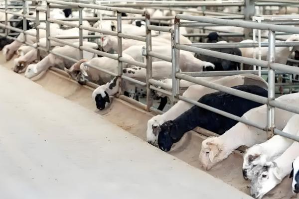 羊饲料的配制，原料包括玉米粉、草粉等