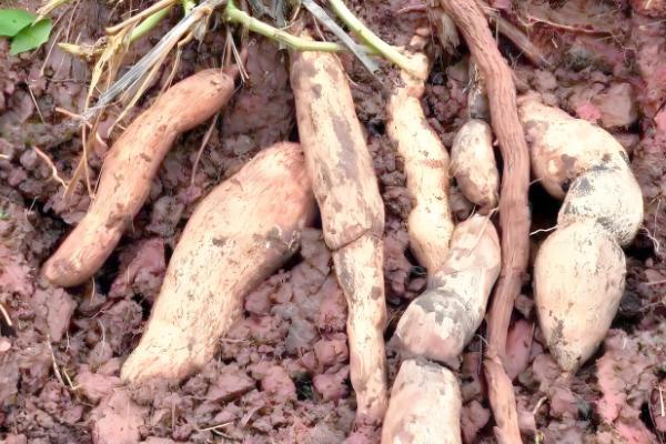 土耳苕冬天能种植吗,可以在冬天种植