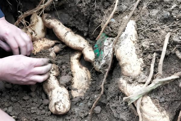 土耳苕冬天能种植吗,可以在冬天种植