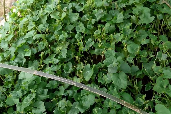 土耳苕冬天能种植吗,可以在冬天种植