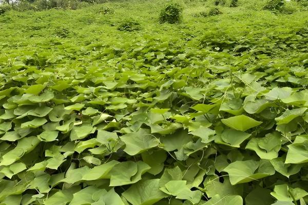 土耳苕冬天能种植吗,可以在冬天种植