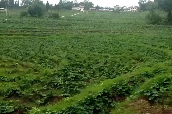 土耳苕冬天能种植吗,可以在冬天种植