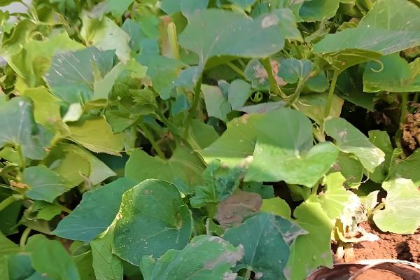 土耳苕冬天能种植吗,可以在冬天种植