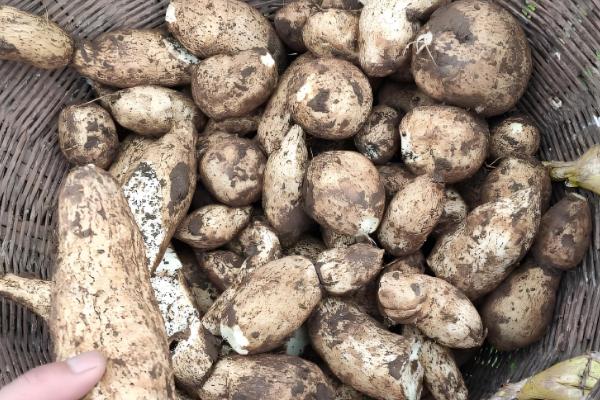 土耳苕冬天能种植吗,可以在冬天种植