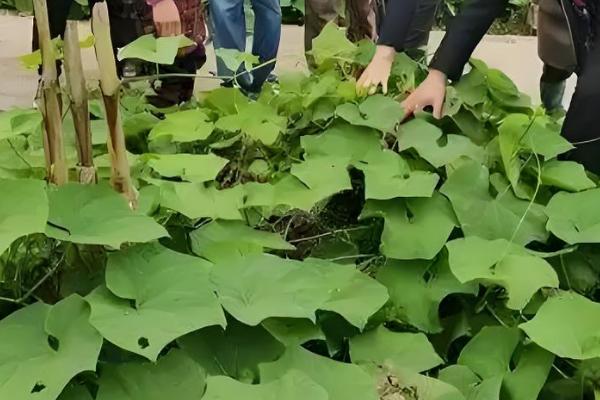 土耳苕冬天能种植吗,可以在冬天种植
