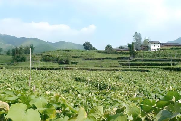 土耳苕冬天能种植吗,可以在冬天种植