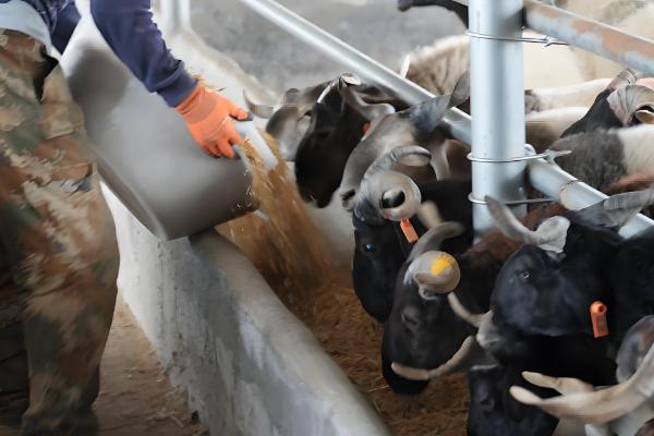 羊饲料的配制，原料包括玉米粉、草粉等
