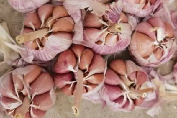 春播大蒜种植方法，每亩地种植6万株左右