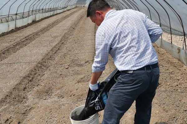 春播大蒜种植方法，每亩地种植6万株左右