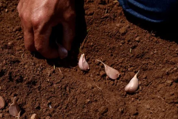 春播大蒜种植方法，每亩地种植6万株左右