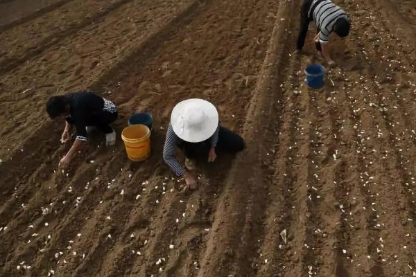 春播大蒜种植方法，每亩地种植6万株左右