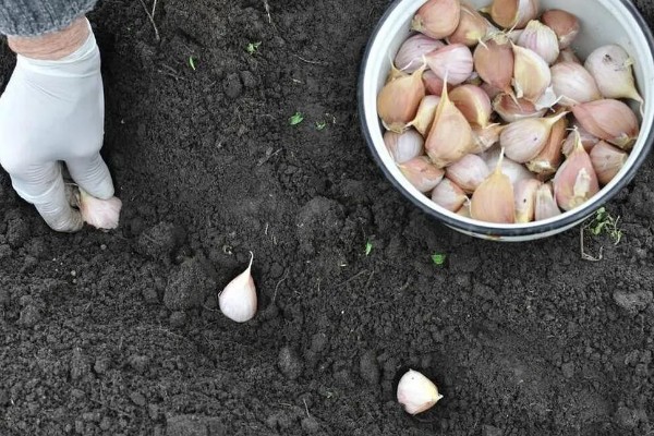 春播大蒜种植方法，每亩地种植6万株左右