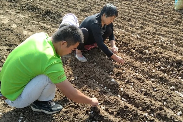 春播大蒜种植方法，每亩地种植6万株左右