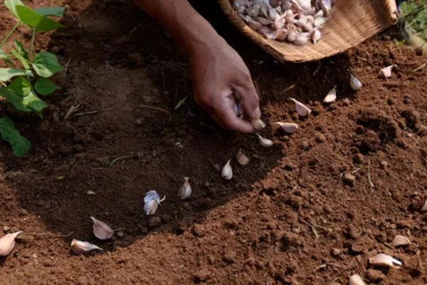 春播大蒜种植方法，每亩地种植6万株左右