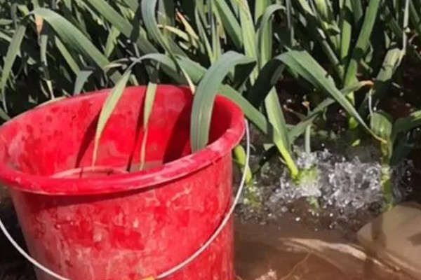 春播大蒜种植方法，每亩地种植6万株左右