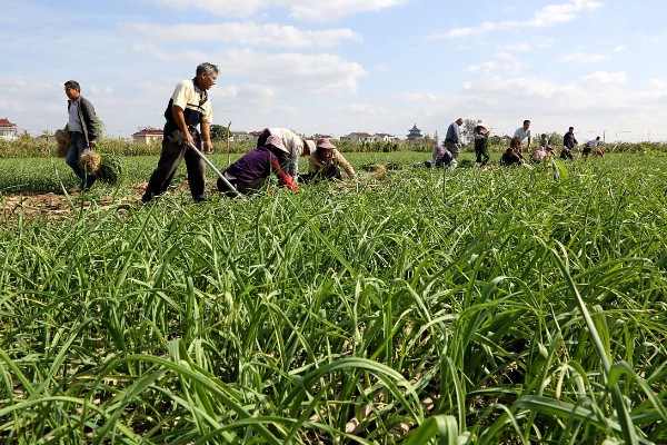 春播大蒜种植方法，每亩地种植6万株左右