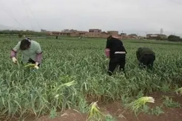 春播大蒜种植方法，每亩地种植6万株左右