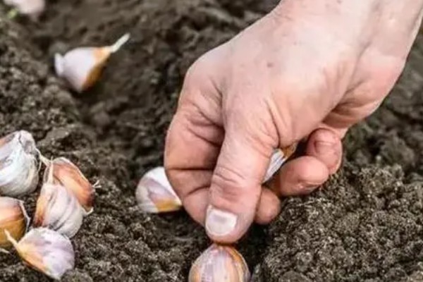 春播大蒜种植方法，每亩地种植6万株左右