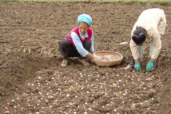春播大蒜种植方法，每亩地种植6万株左右
