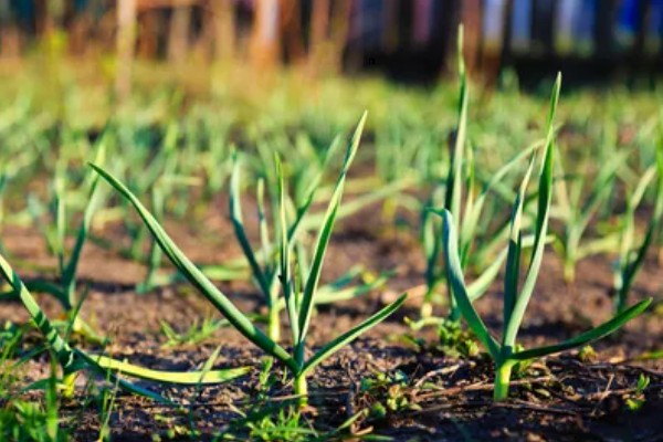 春播大蒜种植方法，每亩地种植6万株左右