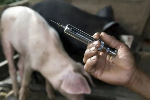 猪疫苗应激会不会自己消除，转移至适宜环境就会慢慢消失