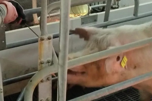 猪疫苗应激会不会自己消除，转移至适宜环境就会慢慢消失