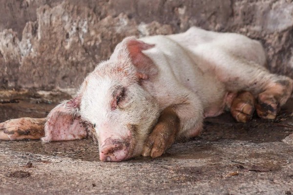 猪疫苗应激会不会自己消除，转移至适宜环境就会慢慢消失