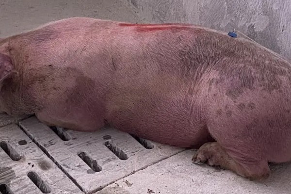 猪疫苗应激会不会自己消除，转移至适宜环境就会慢慢消失