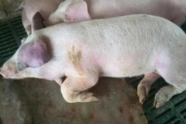 猪疫苗应激会不会自己消除，转移至适宜环境就会慢慢消失