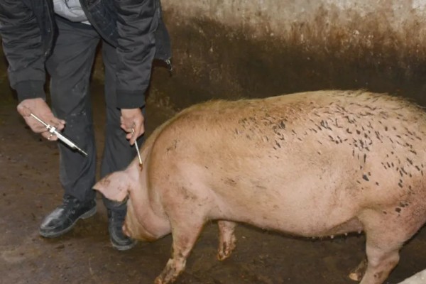 猪疫苗应激会不会自己消除，转移至适宜环境就会慢慢消失