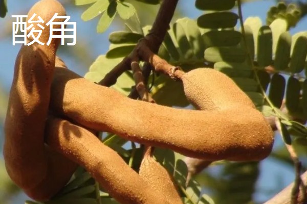 酸角和甜角的区别,口感和外形均不同