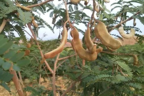 酸角和甜角的区别,口感和外形均不同