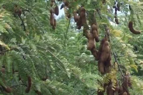 酸角和甜角的区别,口感和外形均不同