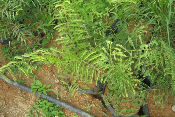 酸角和甜角的区别,口感和外形均不同