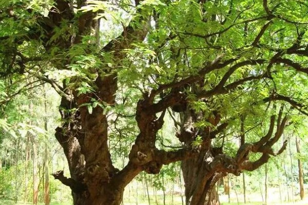 酸角和甜角的区别,口感和外形均不同