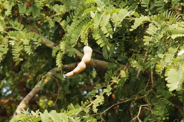 酸角和甜角的区别,口感和外形均不同