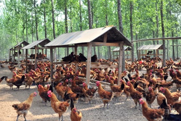 怎么养鸡,随着日龄的增加降低养殖密度