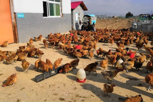 怎么养鸡,随着日龄的增加降低养殖密度