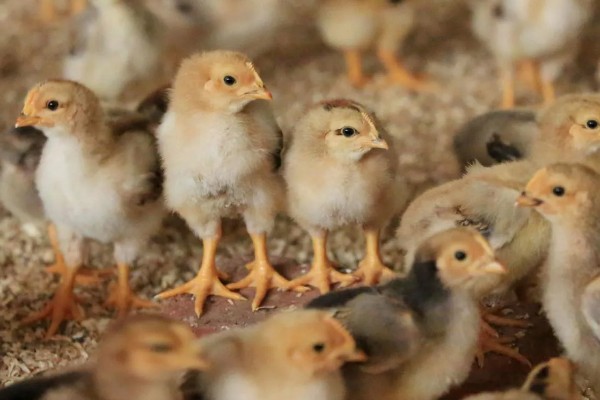 怎么养鸡,随着日龄的增加降低养殖密度