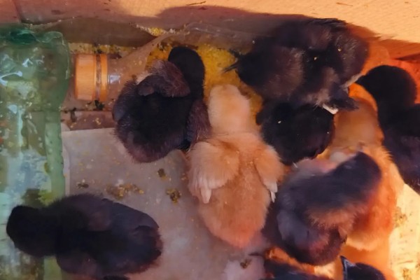 怎么养鸡,随着日龄的增加降低养殖密度