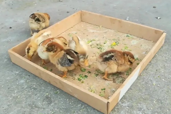 怎么养鸡,随着日龄的增加降低养殖密度