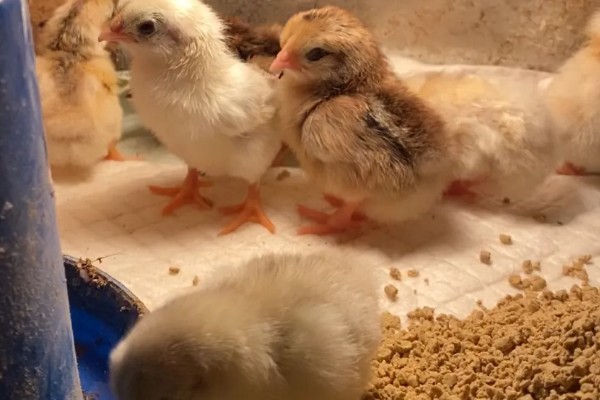 怎么养鸡,随着日龄的增加降低养殖密度