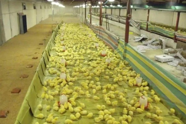 怎么养鸡,随着日龄的增加降低养殖密度