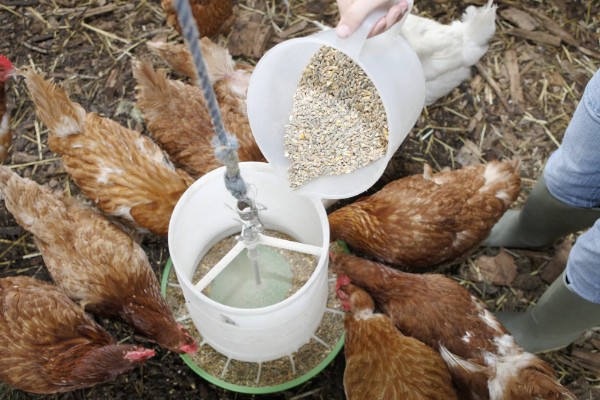 怎么养鸡,随着日龄的增加降低养殖密度