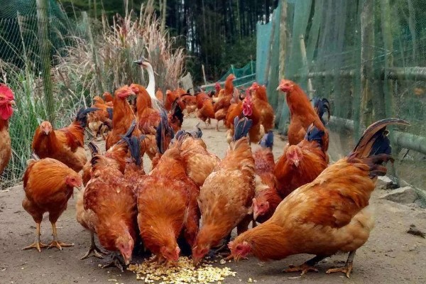 怎么养鸡,随着日龄的增加降低养殖密度
