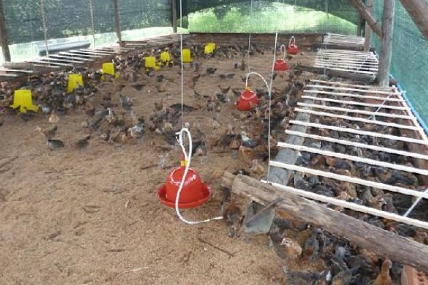 怎么养鸡,随着日龄的增加降低养殖密度