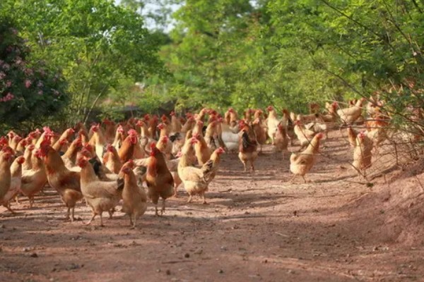 怎么养鸡,随着日龄的增加降低养殖密度