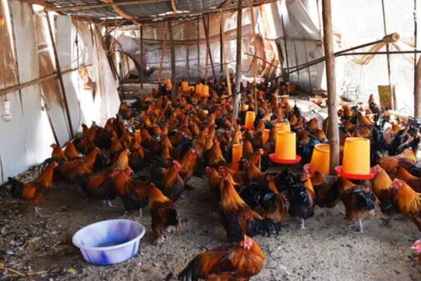 怎么养鸡,随着日龄的增加降低养殖密度