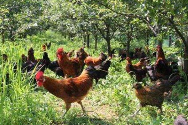 怎么养鸡,随着日龄的增加降低养殖密度